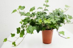 植物冠層分析儀如何使用？