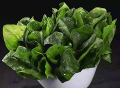 為什么要檢測植物葉綠素？