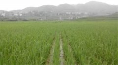 土壤養(yǎng)分速測儀如何分析肥力變化？